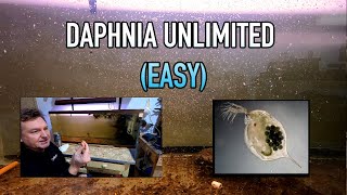 How I Raise Daphnia Water Fleas And You Can Too [upl. by Alwyn25]