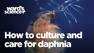 Caring and Culturing for Daphnia [upl. by Eceinart]