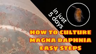 How to Culture Magna Daphnia Easily [upl. by Airom]