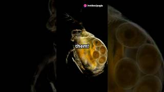 How to culture Daphnia for your Aquarium [upl. by Kaleb]