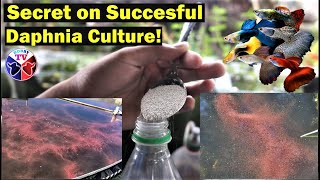 How to Culture Daphnia Successfully [upl. by Reahard61]