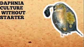 HOW TO CULTURE DAPHNIA NATURALLY WITHOUT A STARTER [upl. by Desi]