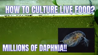 How to Culture Daphnia Secret Method to Breed MILLIONS  Simply Aquatic [upl. by Ahmad]