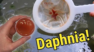 How I Culture Daphnia In Outdoor Tubs [upl. by Akinom593]