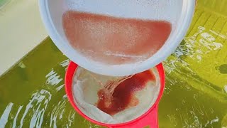 How to culture daphnia  Daphnia culture  How to grow daphnia outdoor [upl. by Immanuel429]