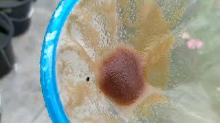 How to culture daphnia moina in a small container Part 1 English Subtitle [upl. by Atiuqaj95]