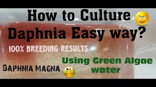 Daphnia MagnaHow to Culture Daphnia Easy wayCulturing Daphnia using Green water Daphnia [upl. by Assi213]