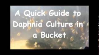 How to culture daphnia outside [upl. by Artek]