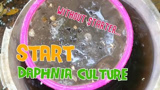 How to culture daphnia moina the easy way 1  Starting the Daphnia culture [upl. by Sylvanus]