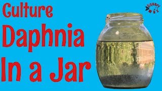 How to Culture Daphnia in a Jar [upl. by Macswan]