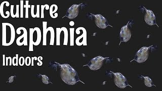 How to Culture Daphnia [upl. by Bronder]