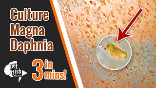 How to culture DAPHNIA MAGNA  The easy way [upl. by Veats776]