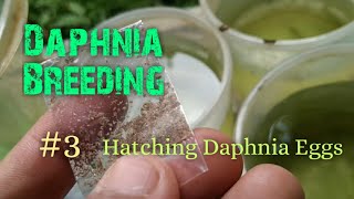 Daphnia Culture made simple and easy 3  Hatching Daphnia eggs [upl. by Letsyrhc388]