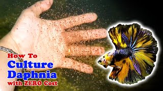 How to Culture Daphnia with ZERO Cost  Unlimited Live Food For Our Fish [upl. by Morgun]