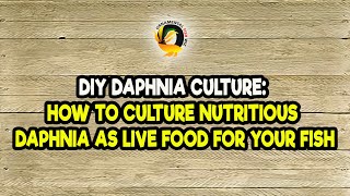 DIY Daphnia Culture How to Culture Nutritious Daphnia as Live Food for Your Fish [upl. by Nesyla877]