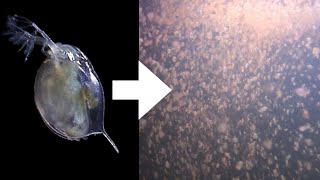 How I Culture Daphnia [upl. by Zoa463]