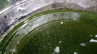 DAPHNIA MOINA CULTURE IN A SMALL BUCKET [upl. by Rodl]