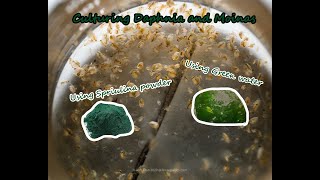 How To Culture Daphnia and Moinas using Green Water Spirulina powder [upl. by Nesyla]