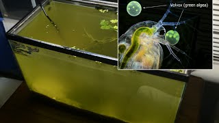 Raising Daphnia for the Freshwater Aquarium [upl. by Nirej]