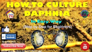 HOW TO CULTURE DAPHNIA In Easy Way [upl. by Cyril109]